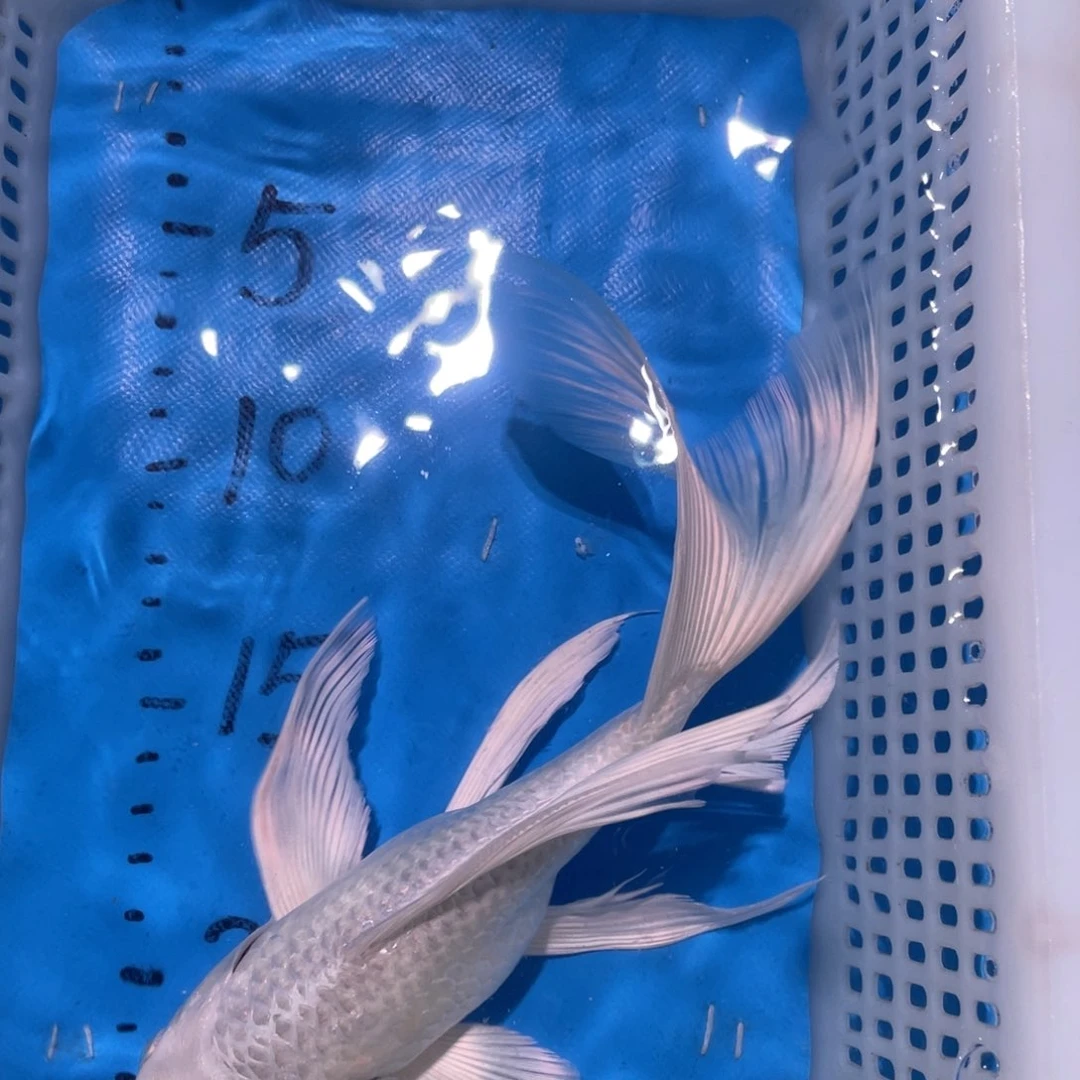 锦鲤锦鲤包邮包售后
