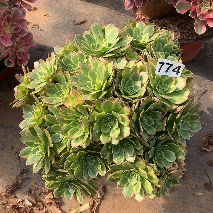 多肉植物奶白朵朵774