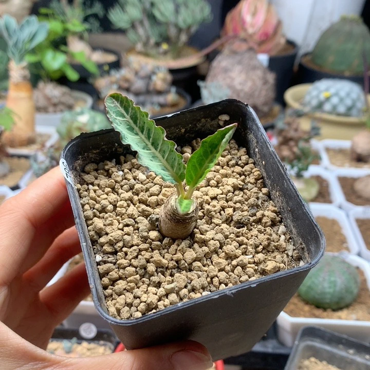 鱼骨大戟母本实生带盆