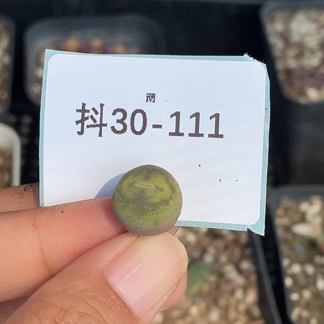 逗***逗30-111肉锥多肉植物