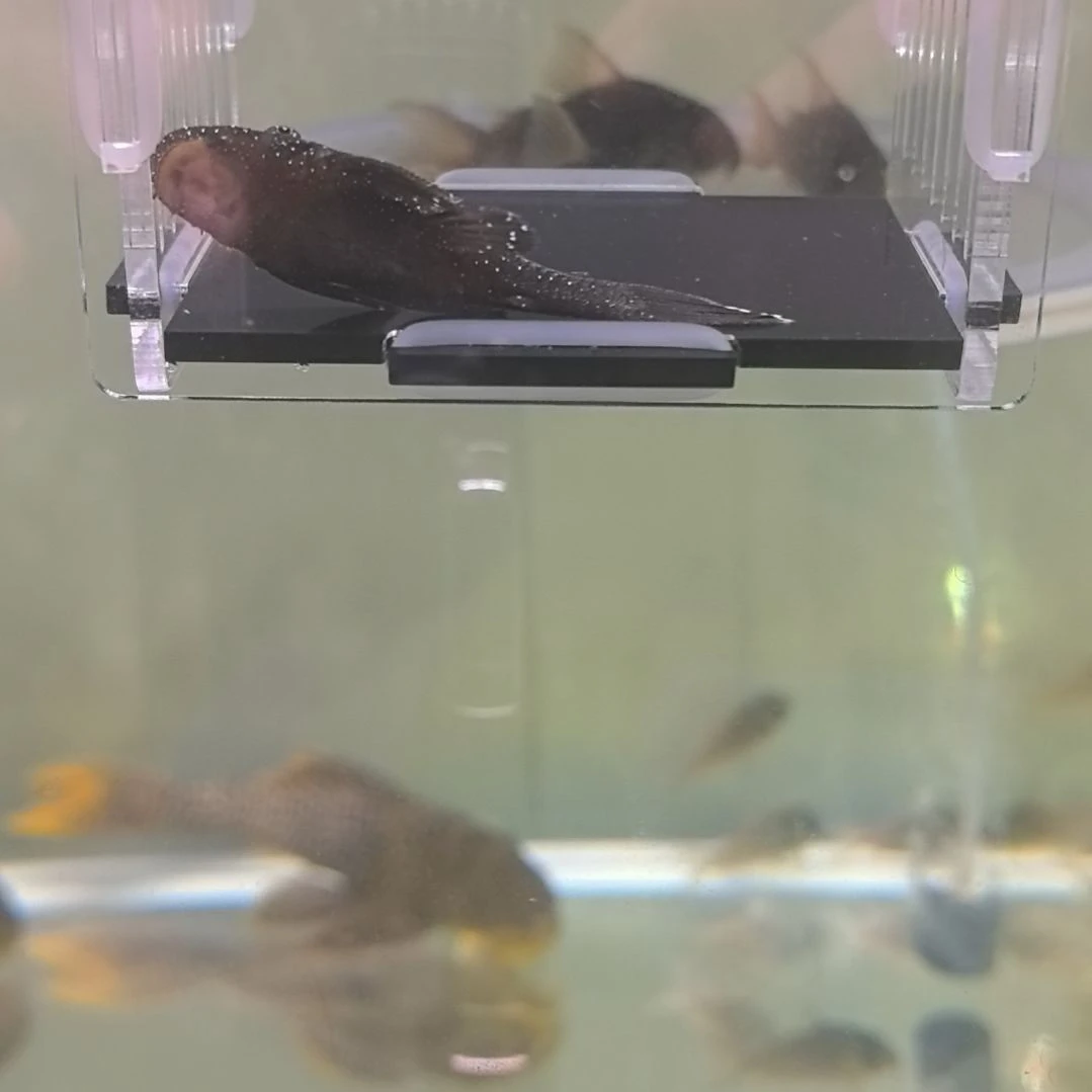 清道夫鱼29 号，白边白珍珠 1 条，5.7，顺丰，明早发货