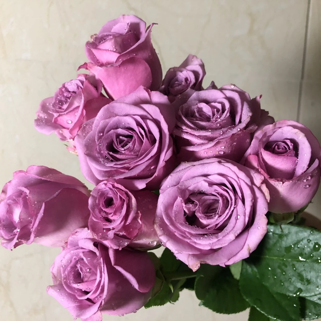 紫玫瑰 云南玫瑰花苗老桩当年开花大花浓香月季老根花卉绿植盆栽