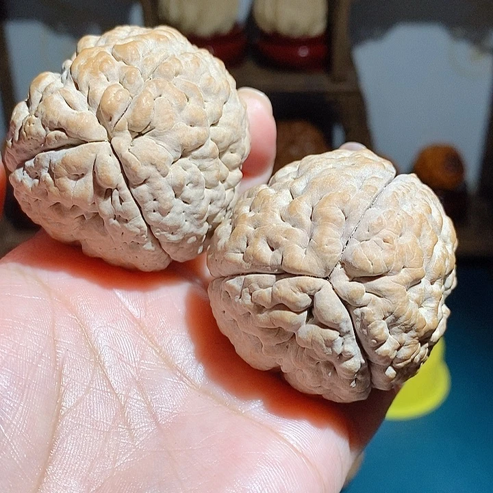 野生三瓣脑纹大金刚4651