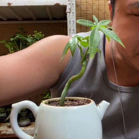 红陶一物一拍所见即所得207