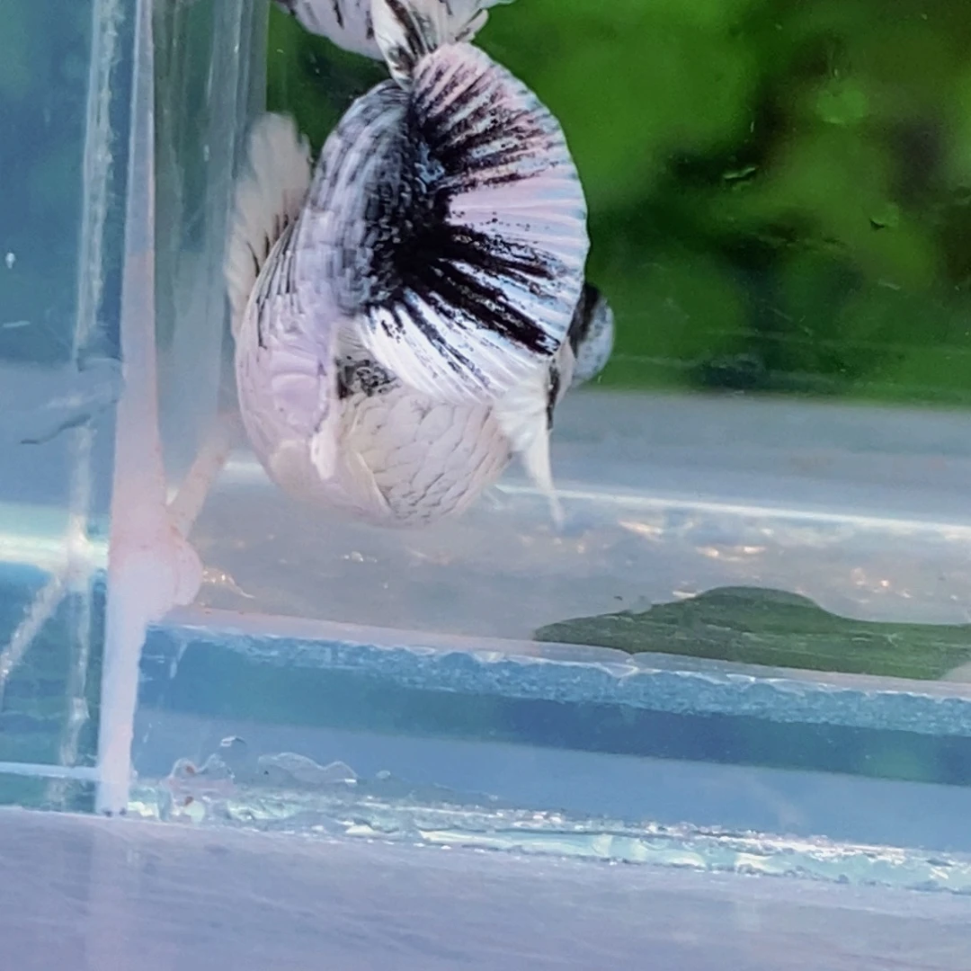 孔雀鱼圆尾水墨一对