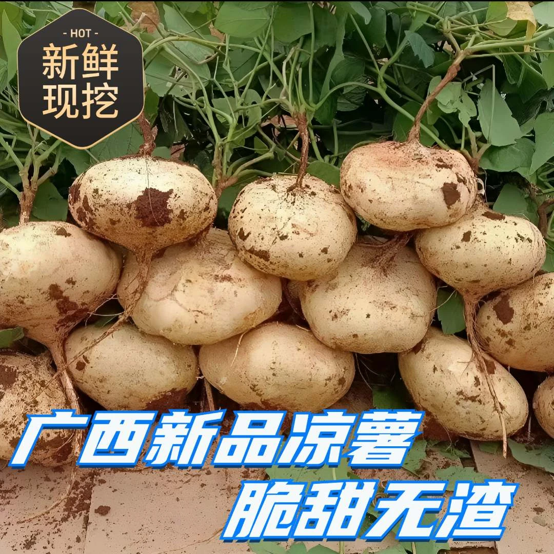 【新鲜广西凉薯】产地直发沙地清甜脆爽现挖无渣蔬菜沙葛地萝卜地瓜