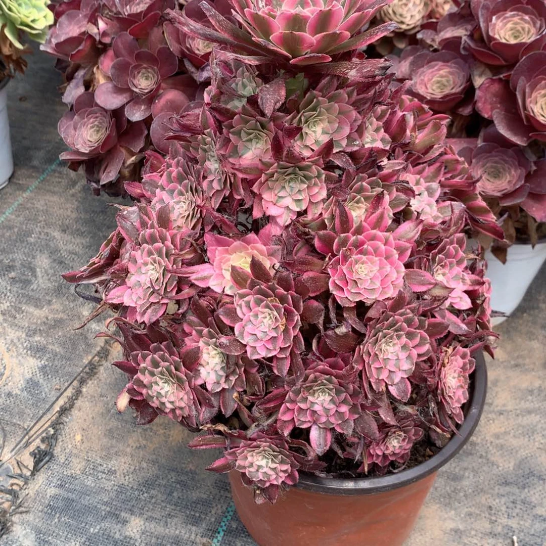 红*416.红铜白多肉植物