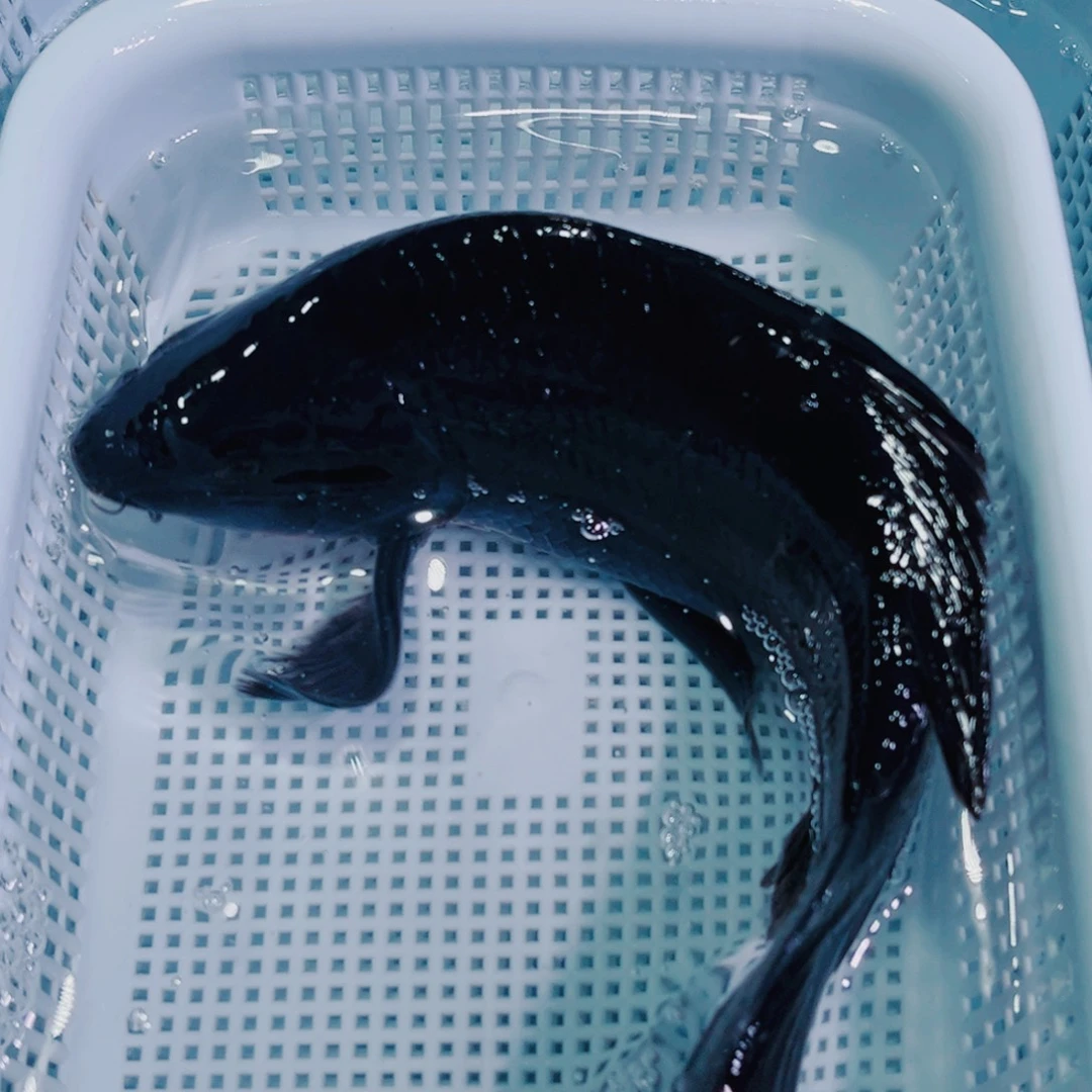 锦鲤锦鲤冷水鱼观赏