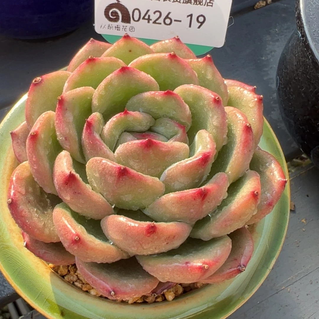 从前慢多肉精选编号0426.19