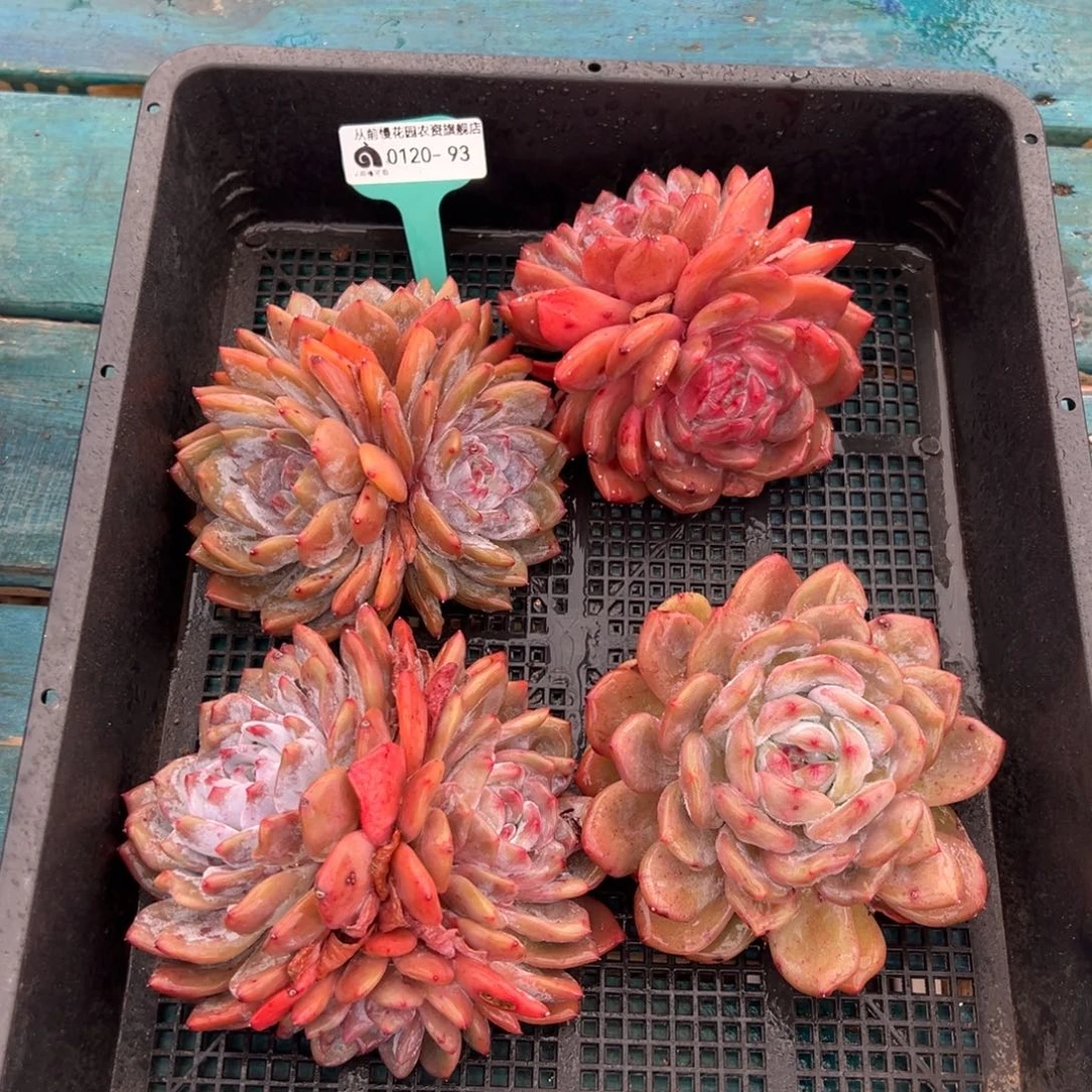 从前慢多肉精选编号0120.93