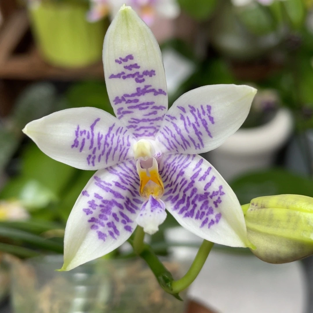 当前无花栽培后可以开花