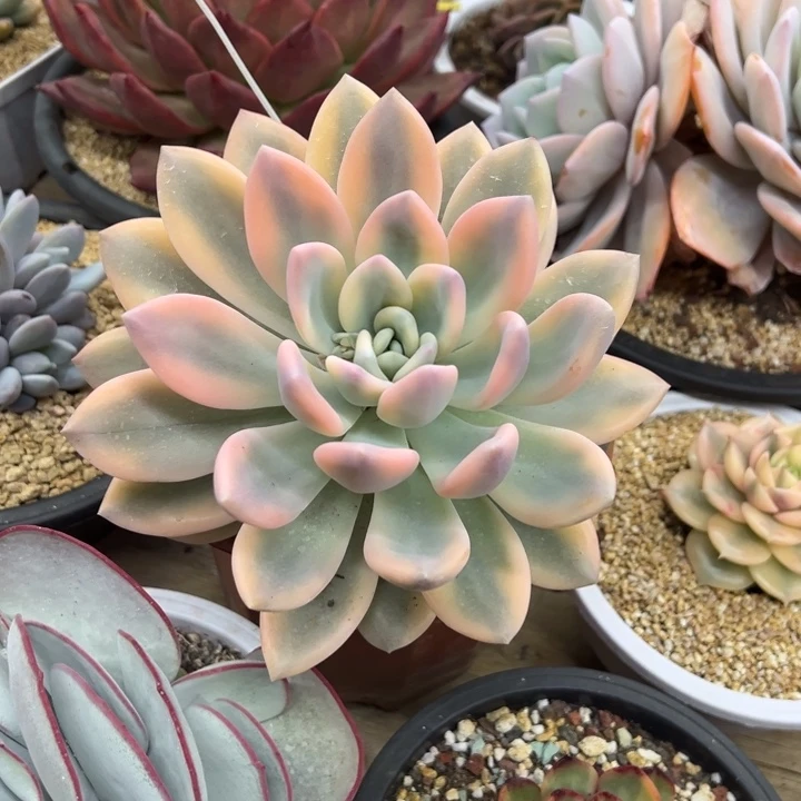 奥普琳娜锦 夏鸣园艺