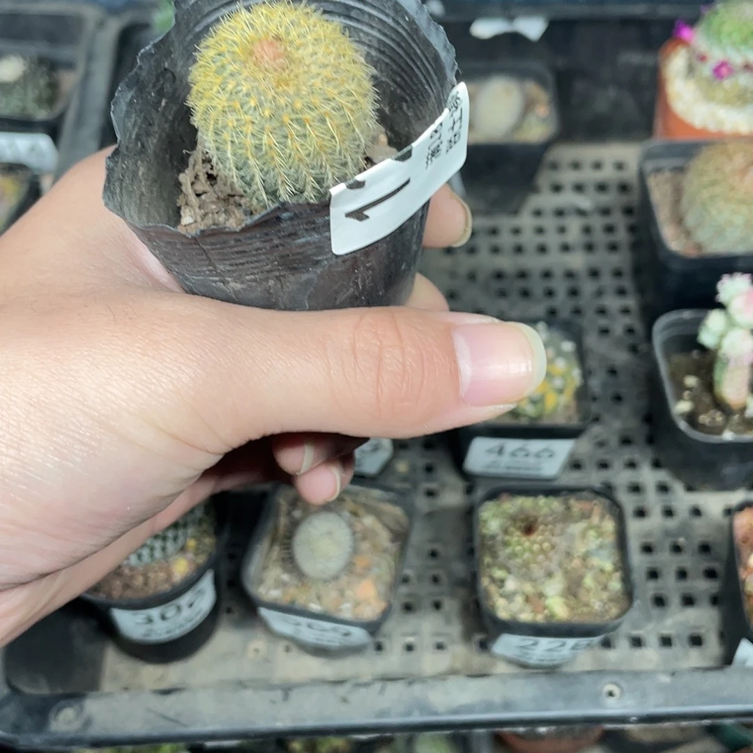 127黄金士童（满18包邮）