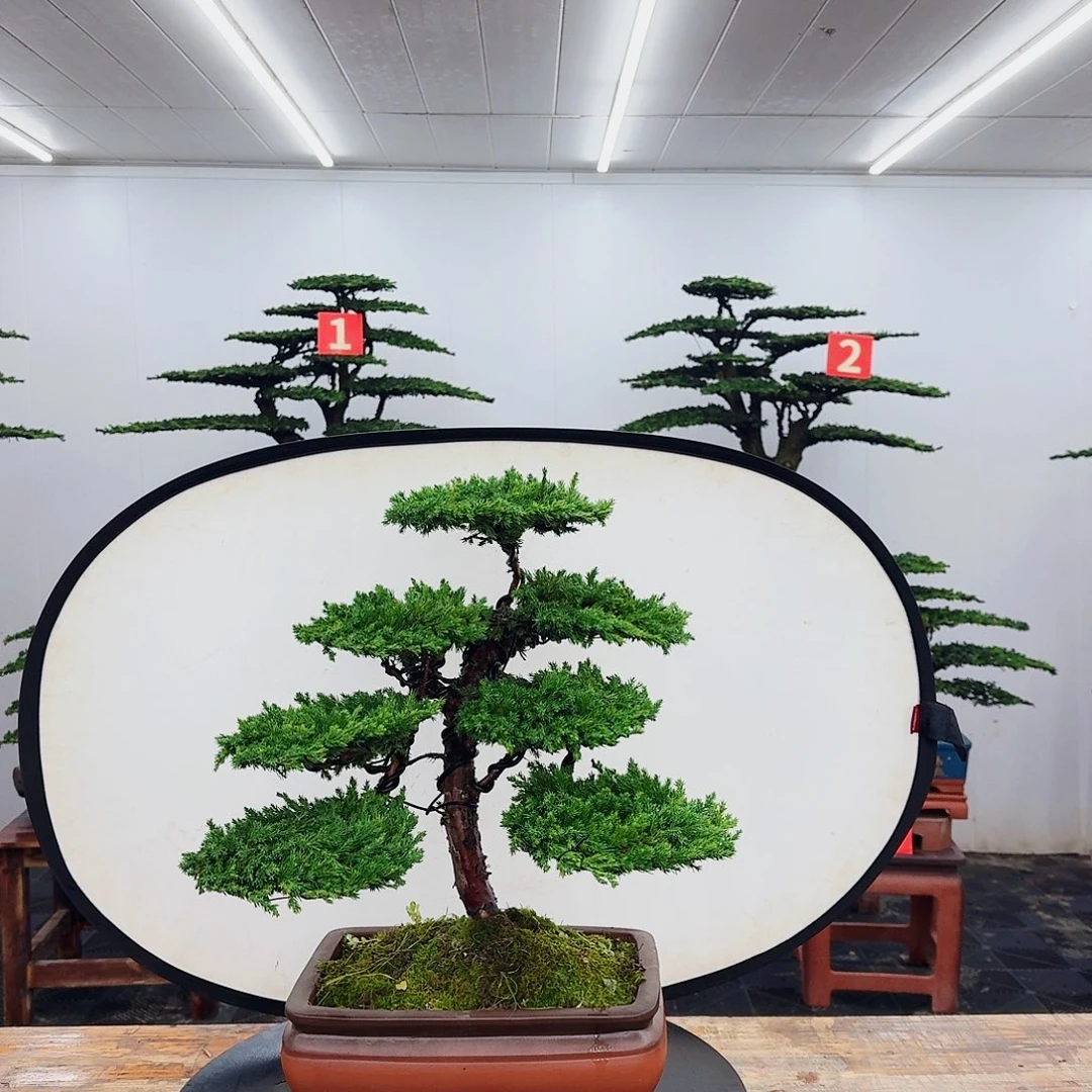 无花朵随*000000000000