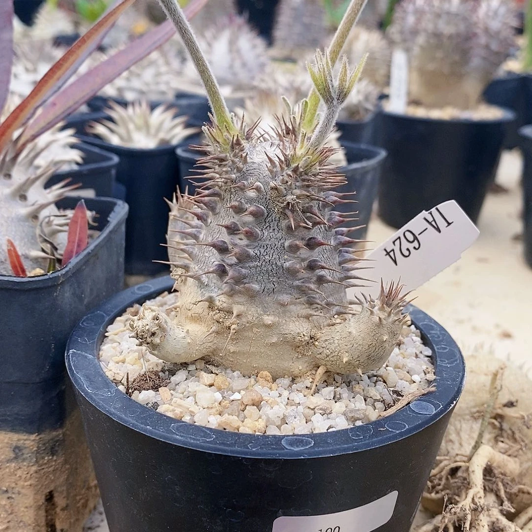 小大黑 多肉 块根