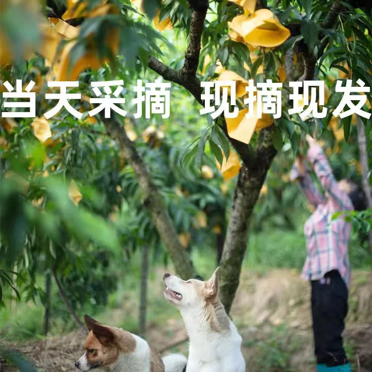 【现摘现发】岳西高山雾猴水蜜桃，清甜多汁，酥脆爽口，先到先得