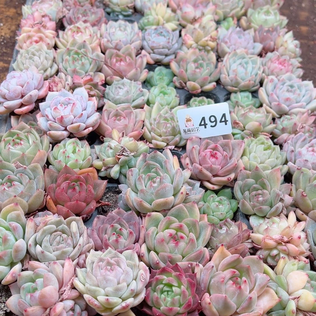 多肉植物多肉植物