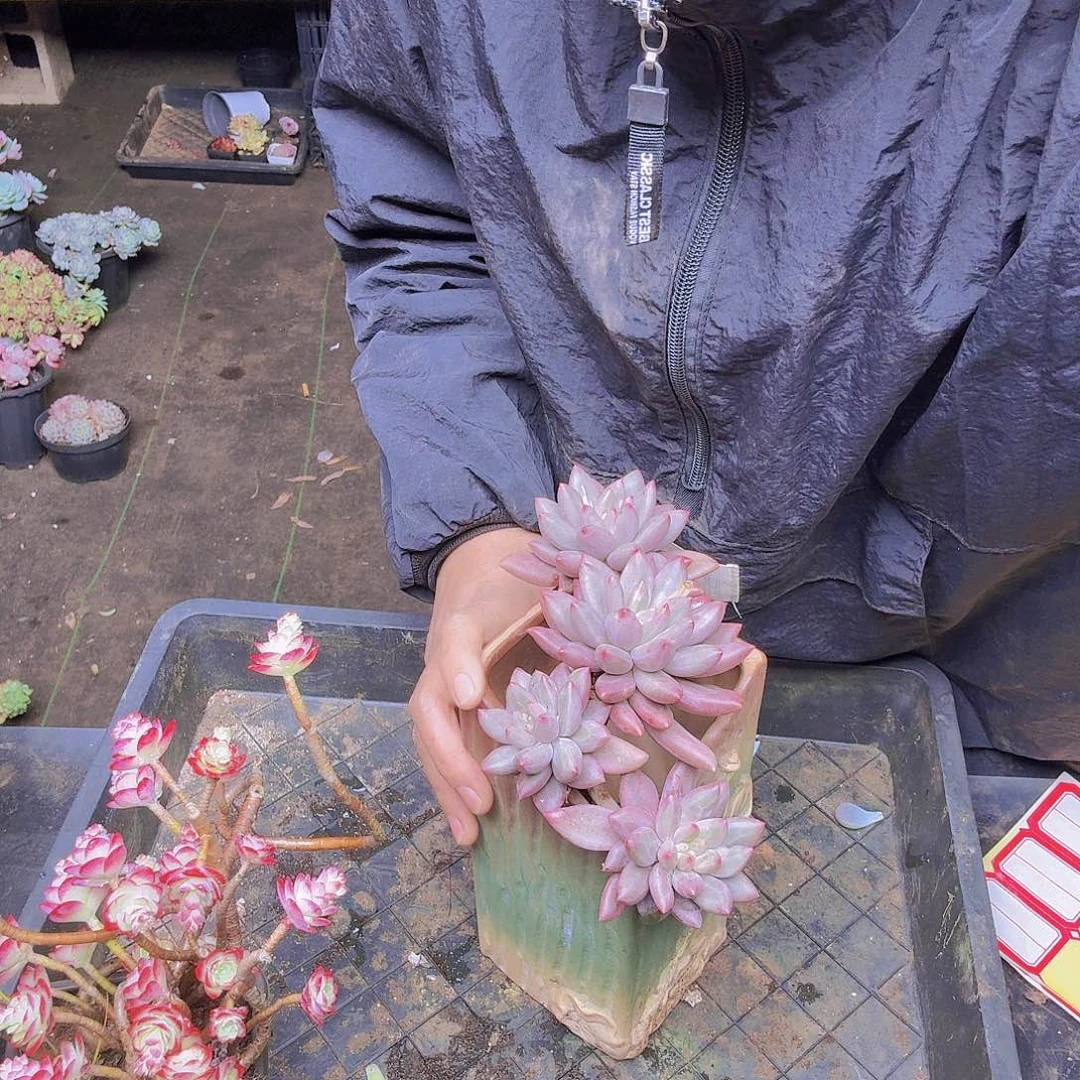 瑞***儿006红蜻蜓一物哟一物一拍