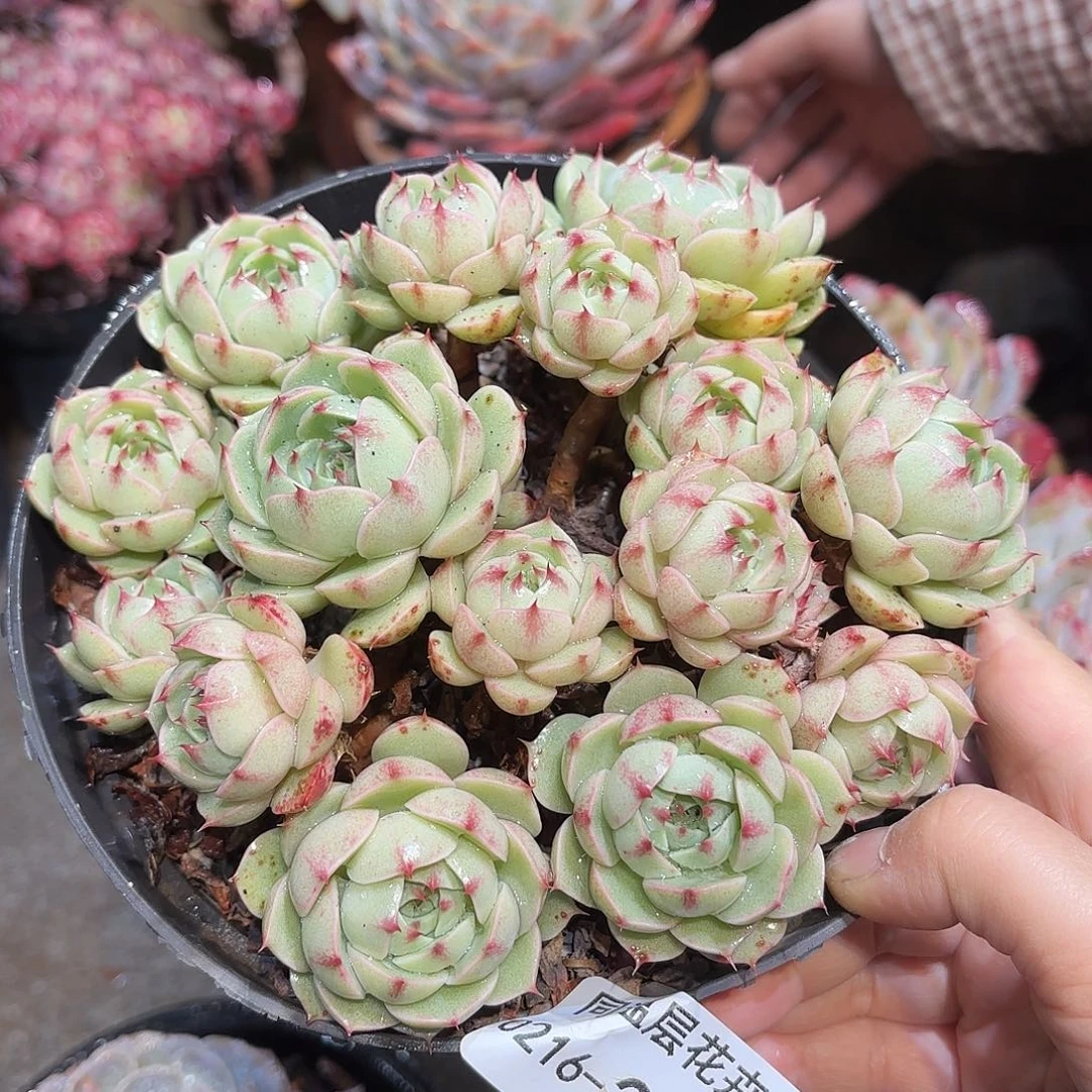 同温层多肉笨吧327