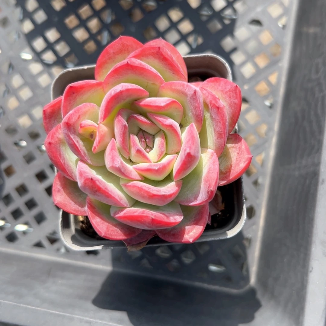 雪夜（满38包邮）多肉