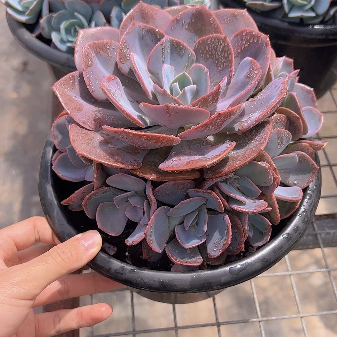 尘埃玫瑰多头大盆群手捧老桩