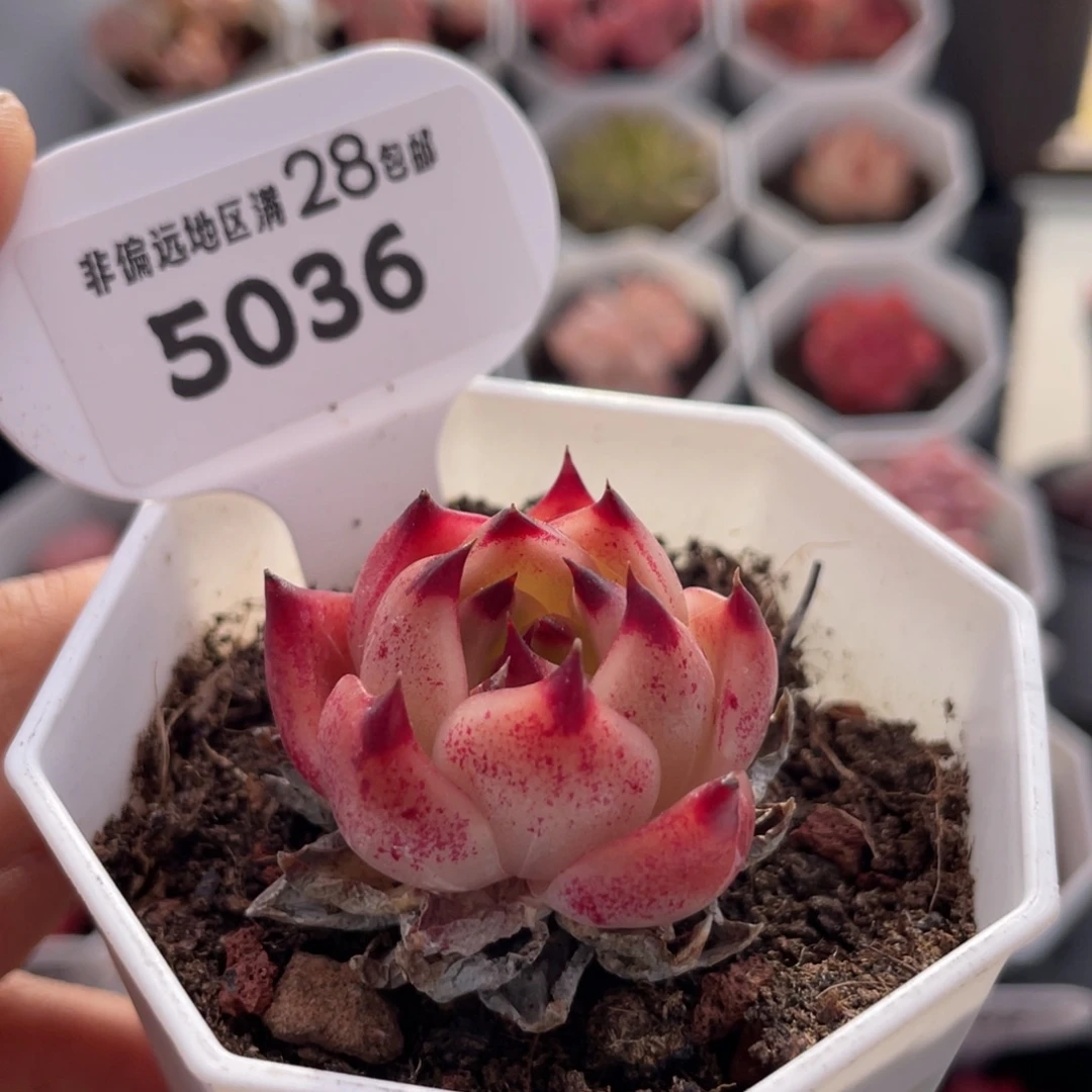 蓝龙5036-3.0厘米