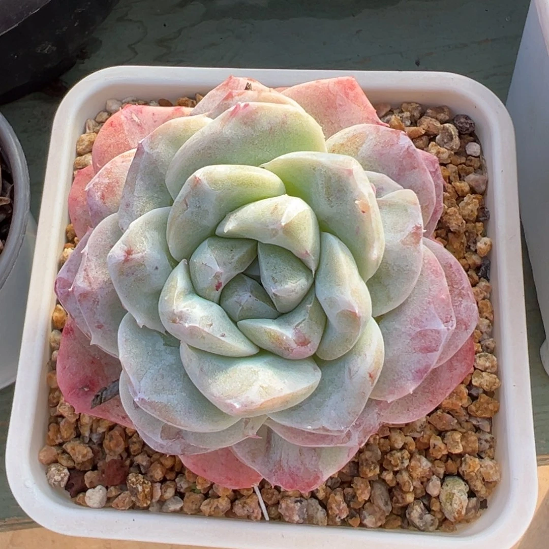 冰玉石化美肉多肉植物