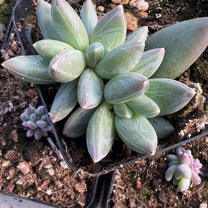 三头雪戴莉111111