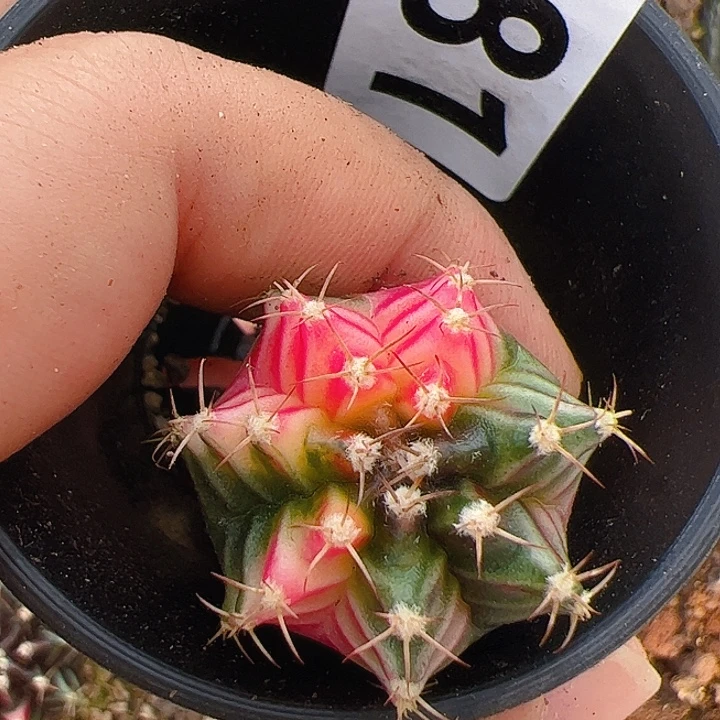 当前无花栽培后可以开花281