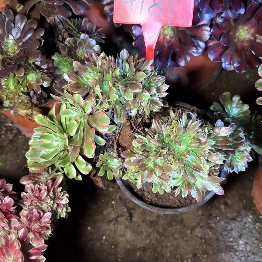 4181花脸粉黛缀化