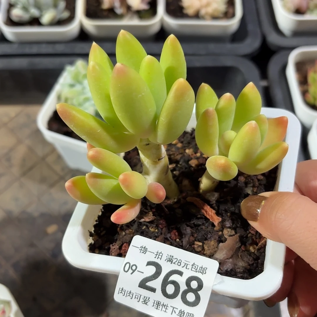 金蝉多肉无盆土发货无盆