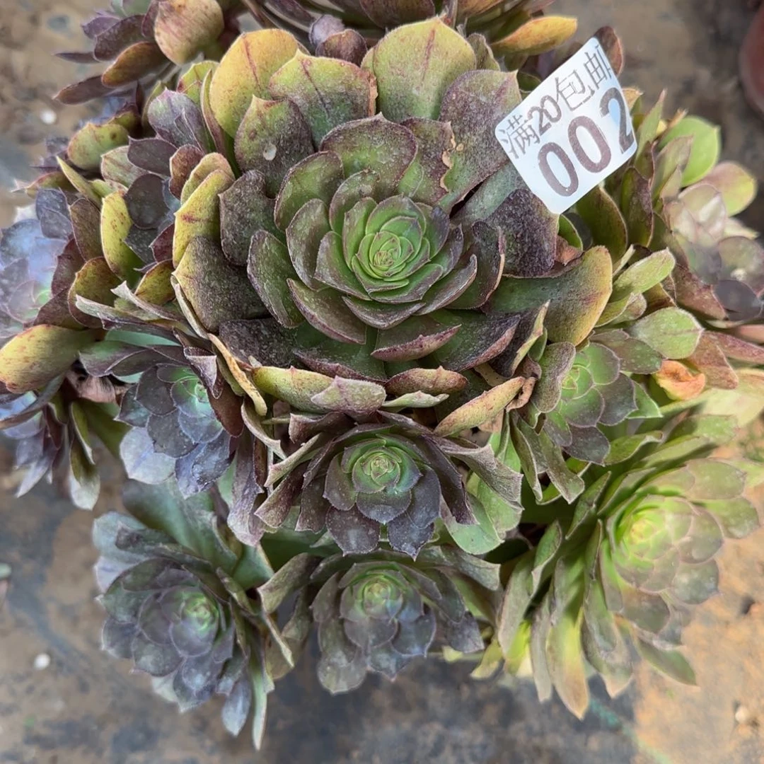 沙拉万002满20包邮断枝不包