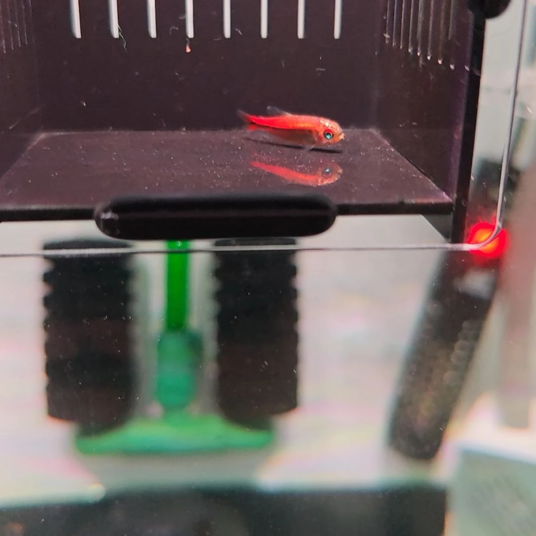 灯科鱼白金红HY（有黑点）