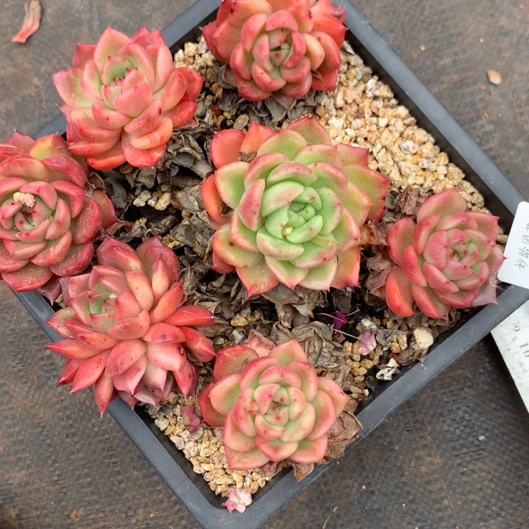 453杂交多肉老桩17冠