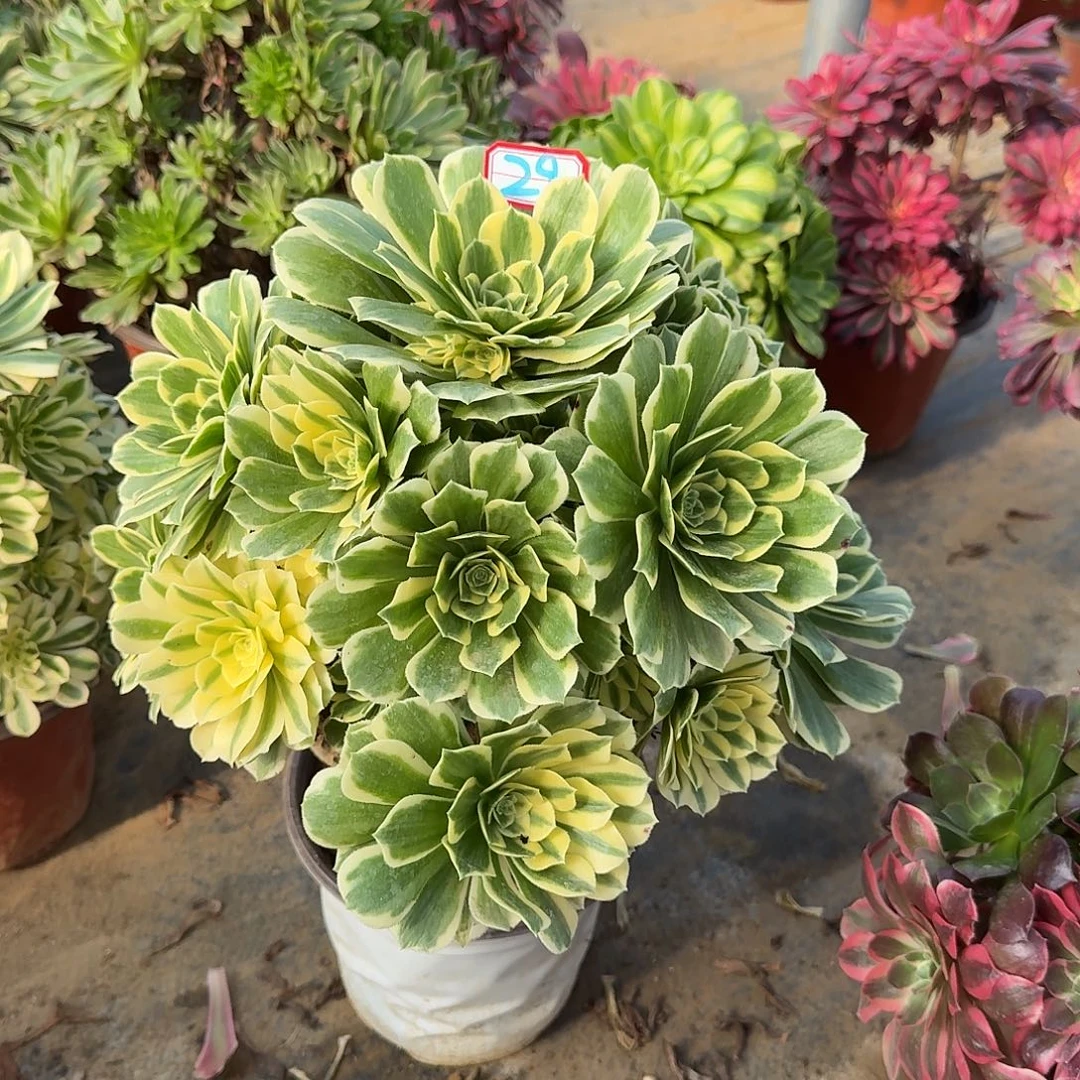 多肉植物迈巴赫29号