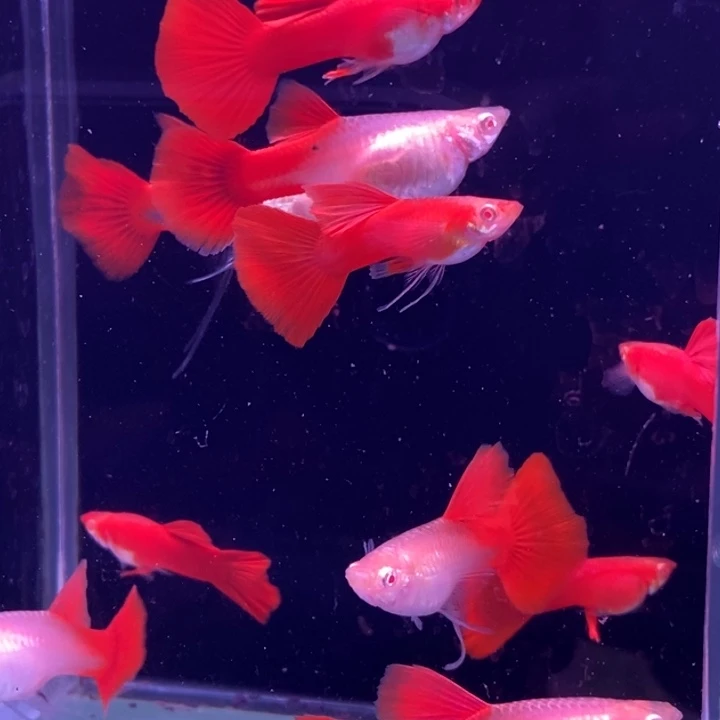 孔雀鱼血红飘5对孔雀