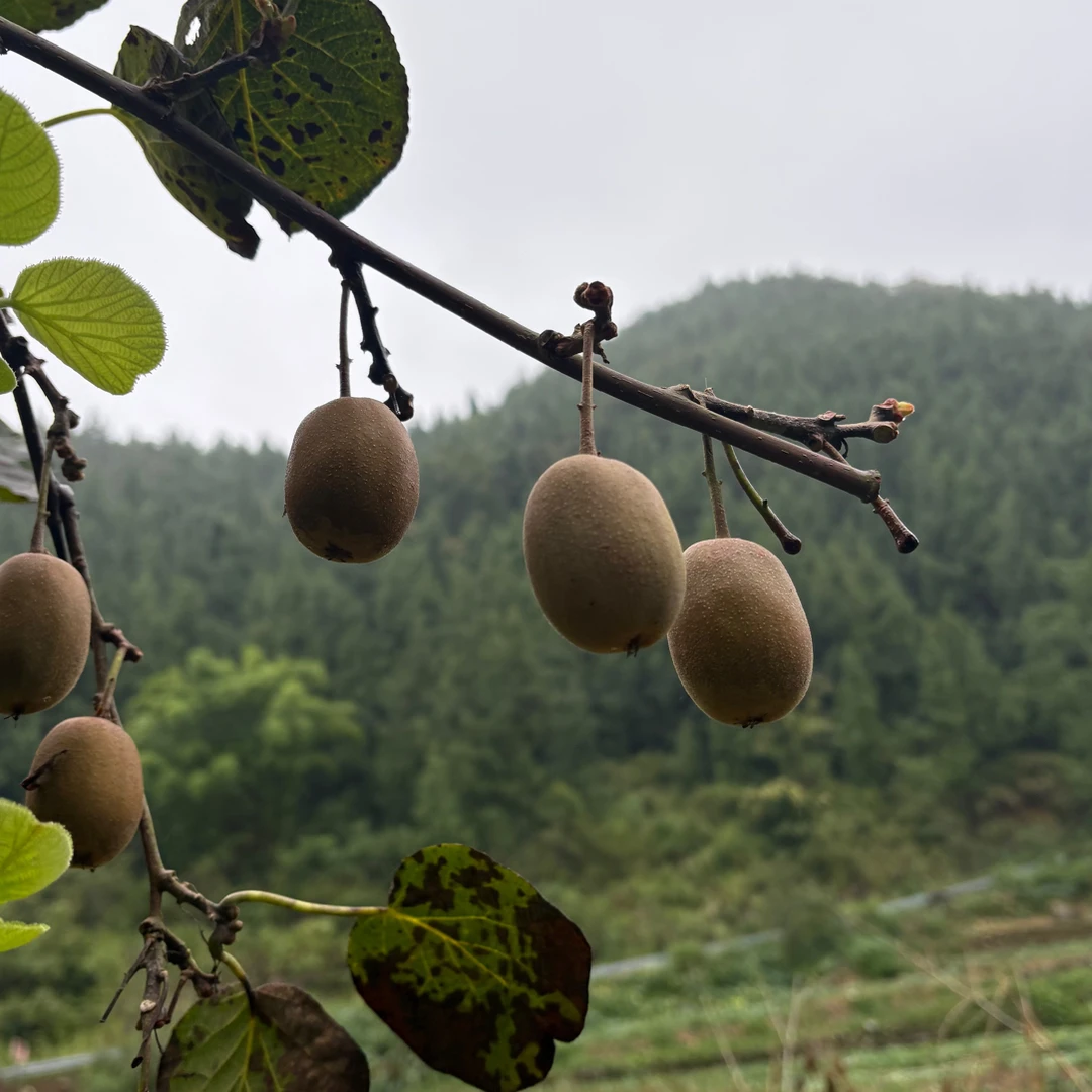 【猕猴桃】重庆梁平大山里猕猴桃新鲜现摘香甜当季水果