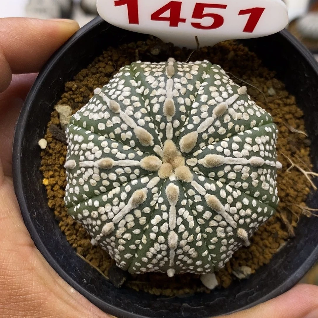 1451奇迹特价来了啊好