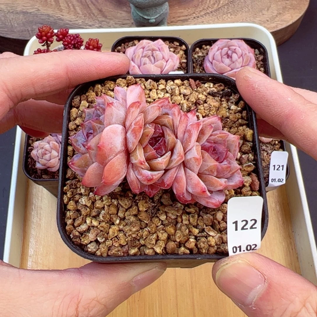 好好看122、哈哈哈哈