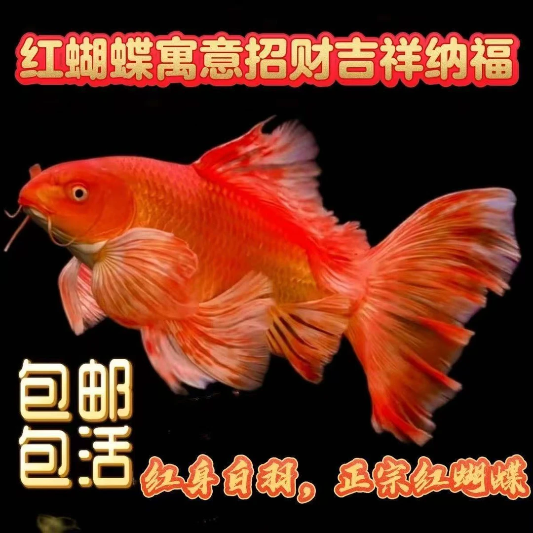 蝴蝶鲤观赏鱼飘逸长鳍长尾冷水鱼