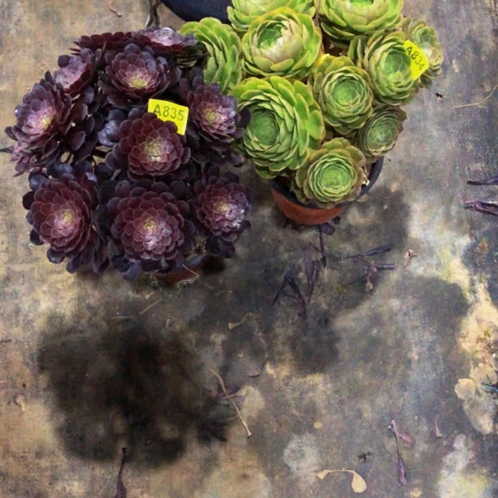 两颗834.835.00000000