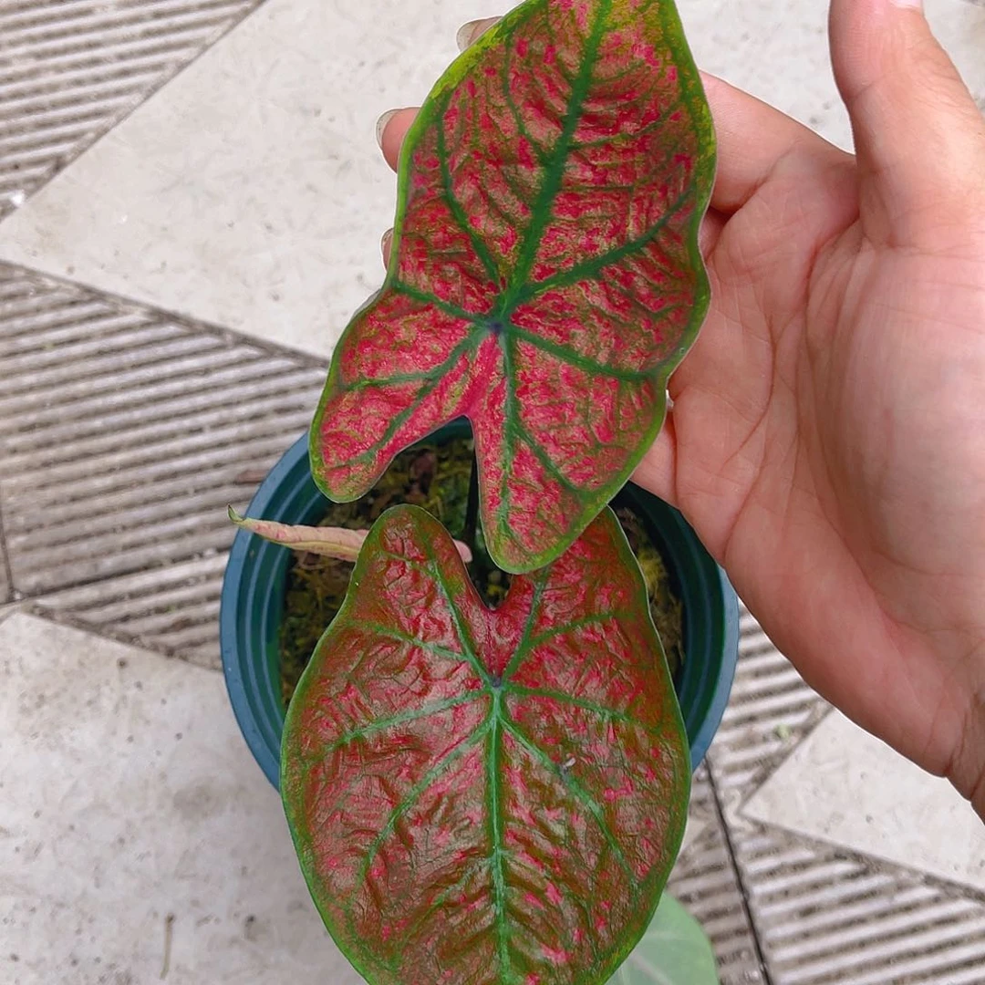完全开放一物一拍8705