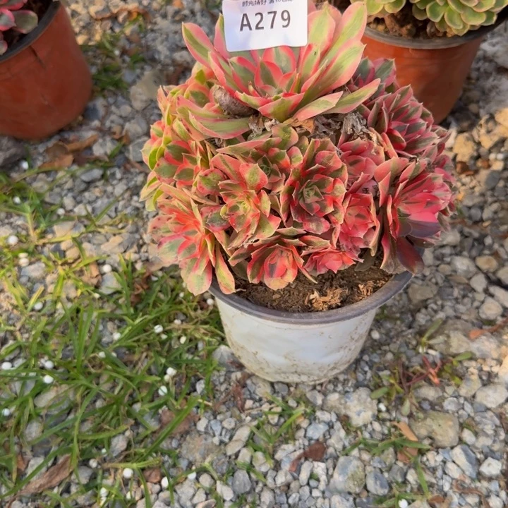 279女巫。多肉植物