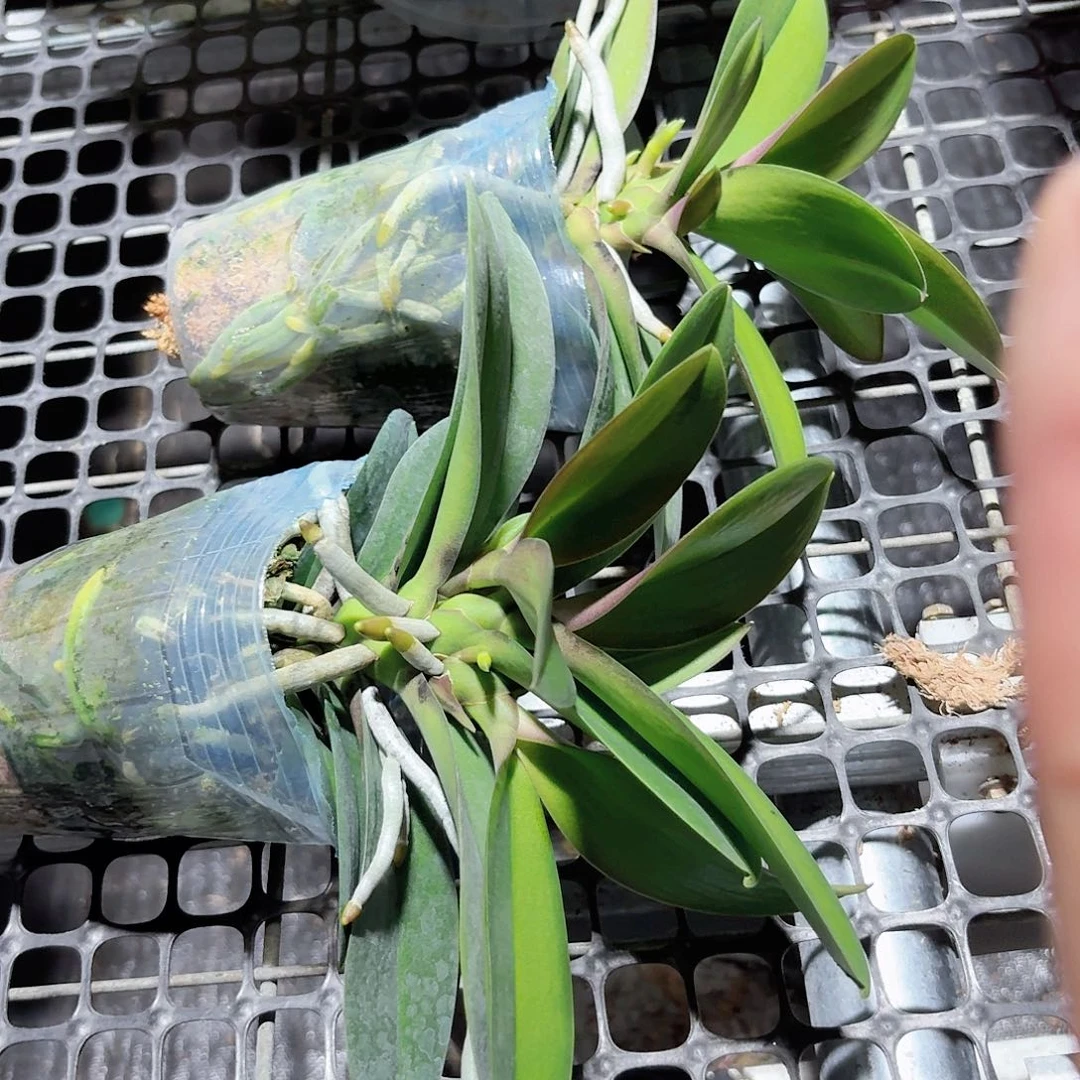 无花朵小叶巴掌叶多头2颗