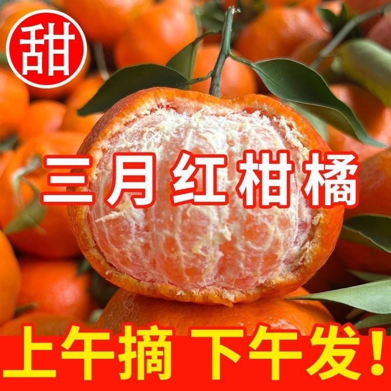 重庆奉节三月桔玫瑰香甜可纯甜无酸多汁新鲜采摘