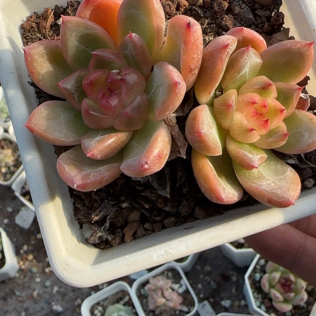 小卡拉米糖心一物一拍
