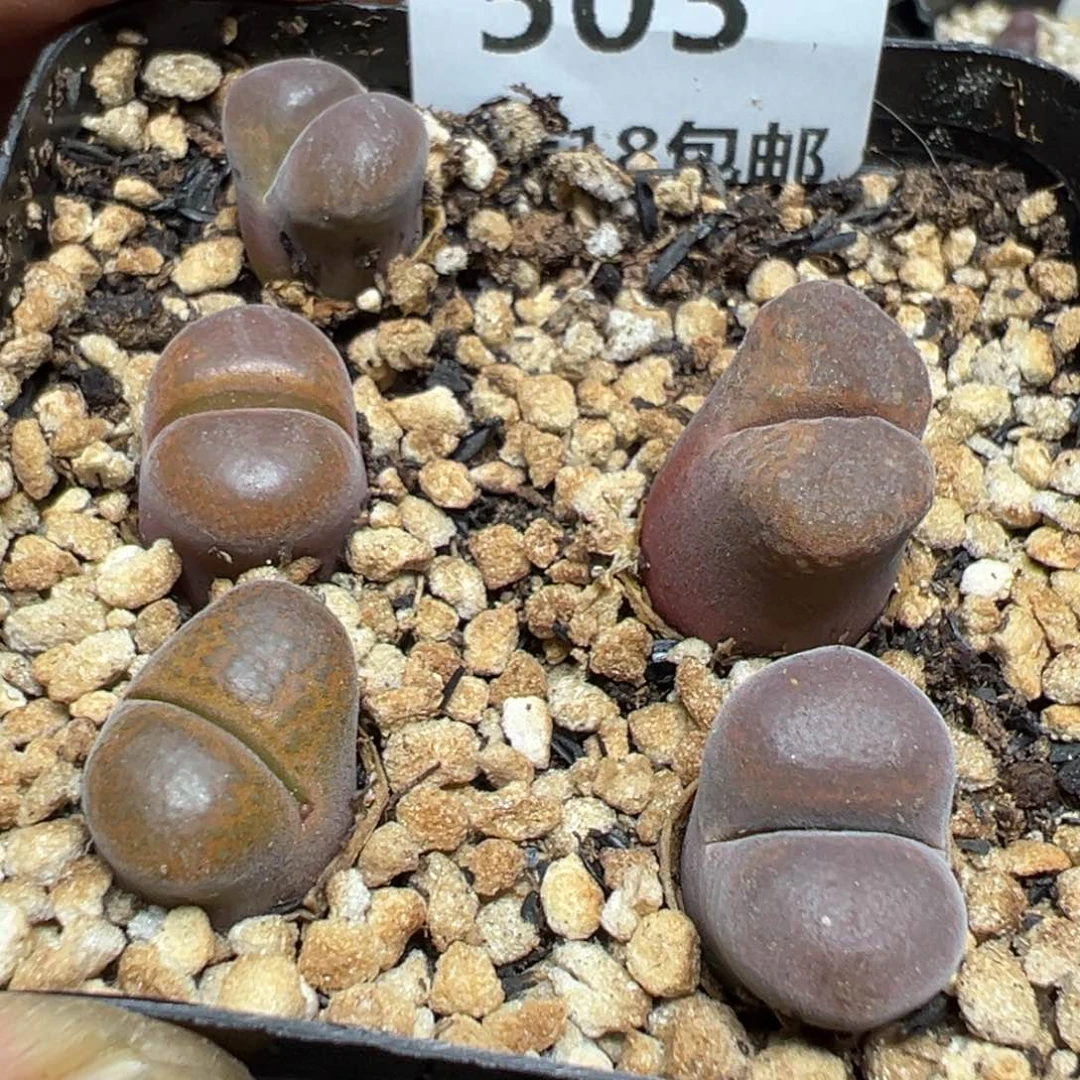 【闪购商品】 503。