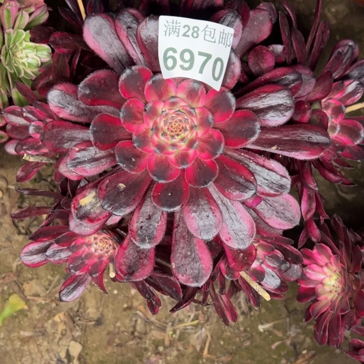 6970红金刚多肉植物