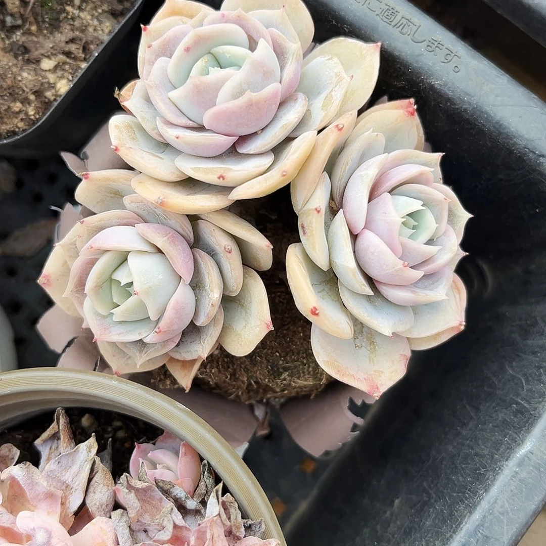 桥*305多肉植物提取萃取剂中添加