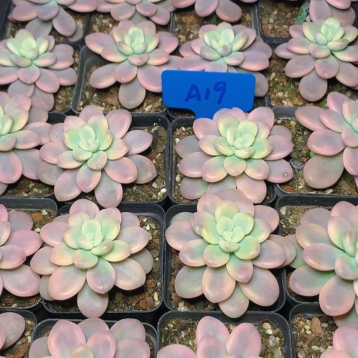 A19洛神锦单头脱土发